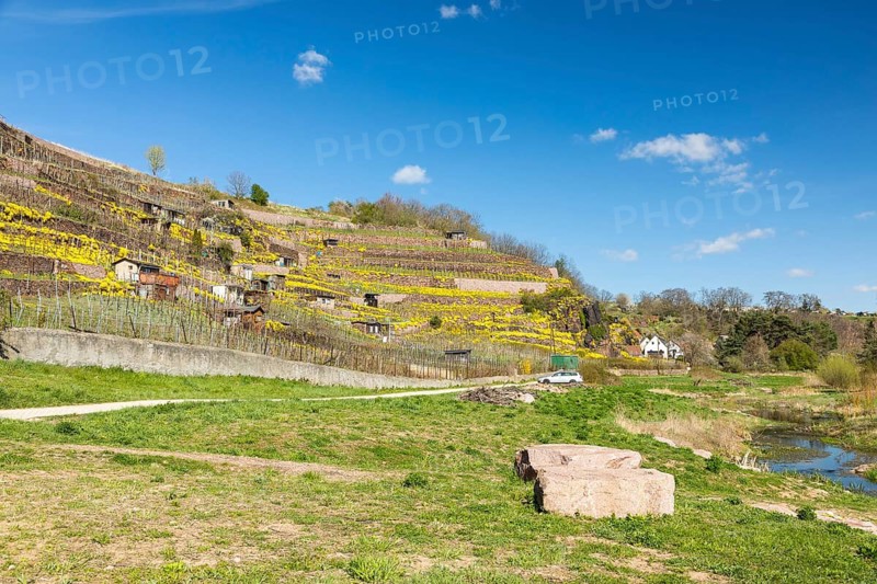 Flowering mountain stonecrop (Alyssum montanum) on walls in the vineyard, vineyards at the Niederauer Dorfbach and the Katzenstufen, Meissen, Saxony, Germany