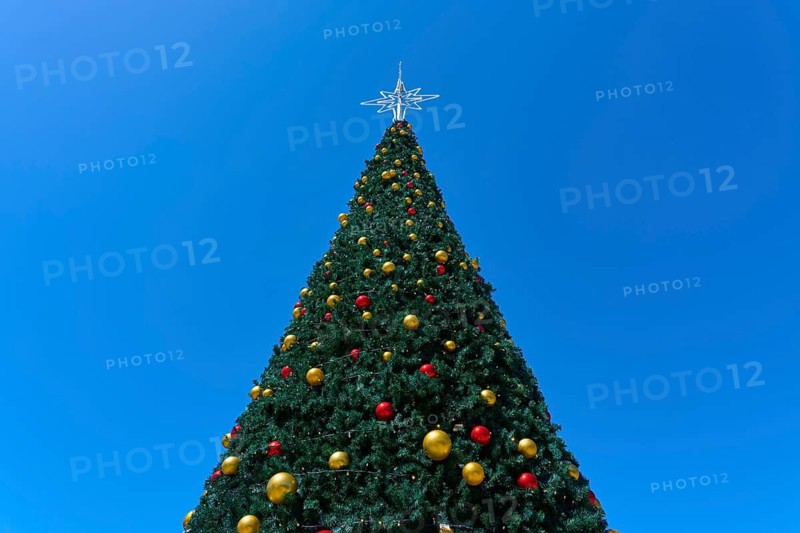 Christmas tree with golden and red baubles rising into the blue sky, Bethlehem, Tauranga, Bay of Plenty, North Island, New Zealand