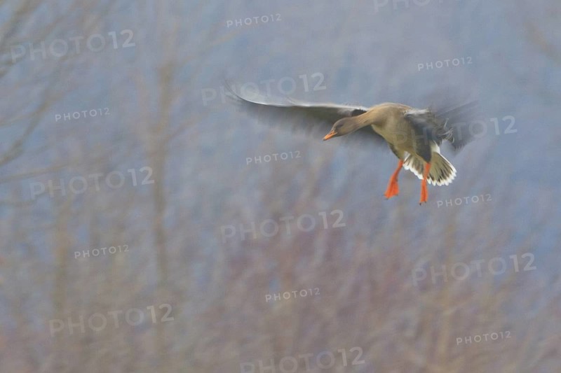 Taiga Bean Goose (Anser fabalis) flying, North Rhine-Westphalia, Germany