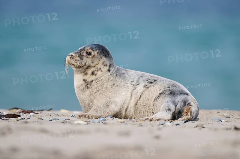Grey seal (Halichoerus grypus) youngster lying on the beach, Düne, Helgoland, Schleswig-Holstein, Germany