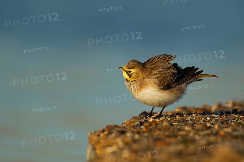 Shorelark or Horned lark (Eremophila alpestris) adult bird on a beach, Suffolk, England United Kingdom