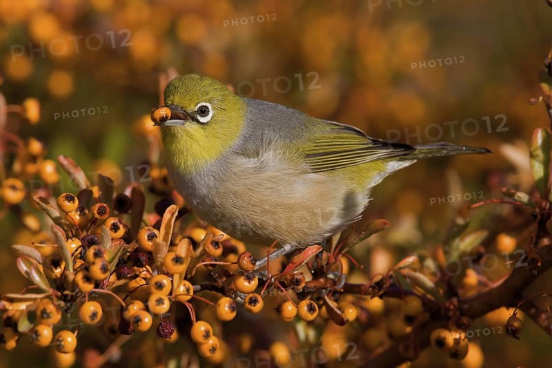 Silvereye (Zosterops lateralis), Australian Capital Territory, Australia