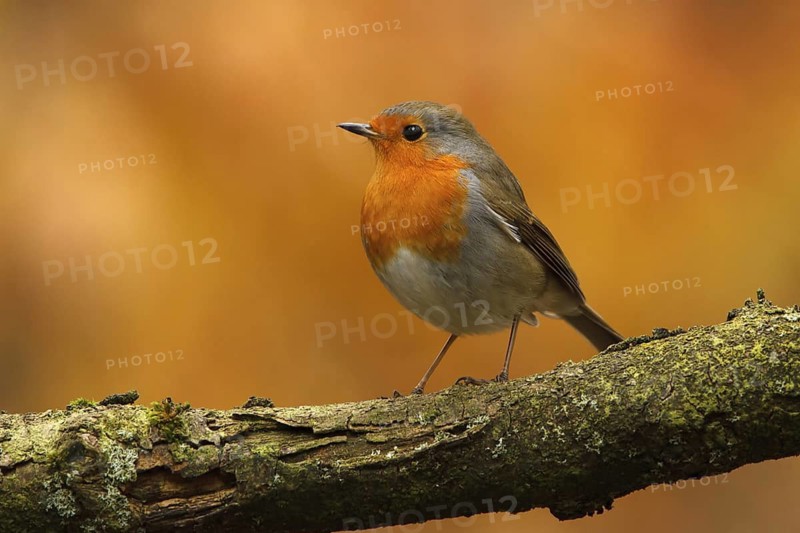 European Robin (Erithacus rubecula), Utrecht, Netherlands