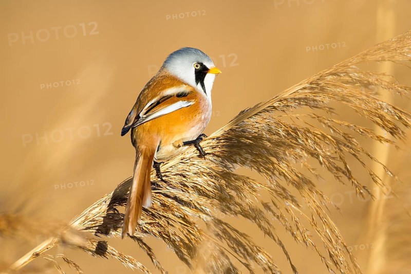 Bartmeise adult männl