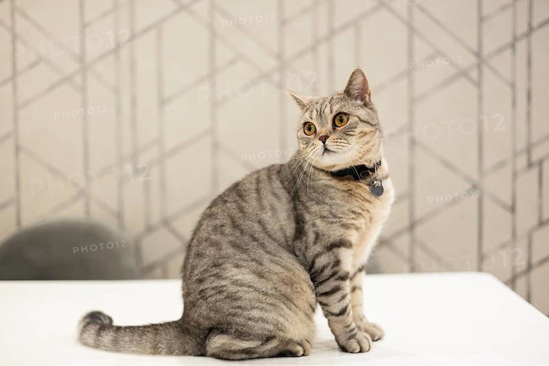 A British Shorthair cat with striking tabby markings and round, large eyes sits calmly at home, showcasing its unique folded ears and a curious expression