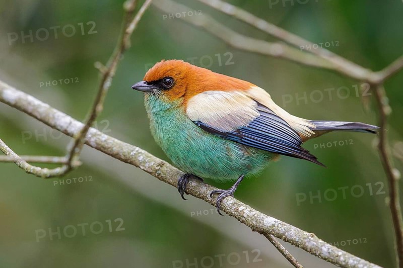Chestnut-backed Tanager (Tangara preciosa) perched on a branch in the Atlantic rainforest of southeast Brazil