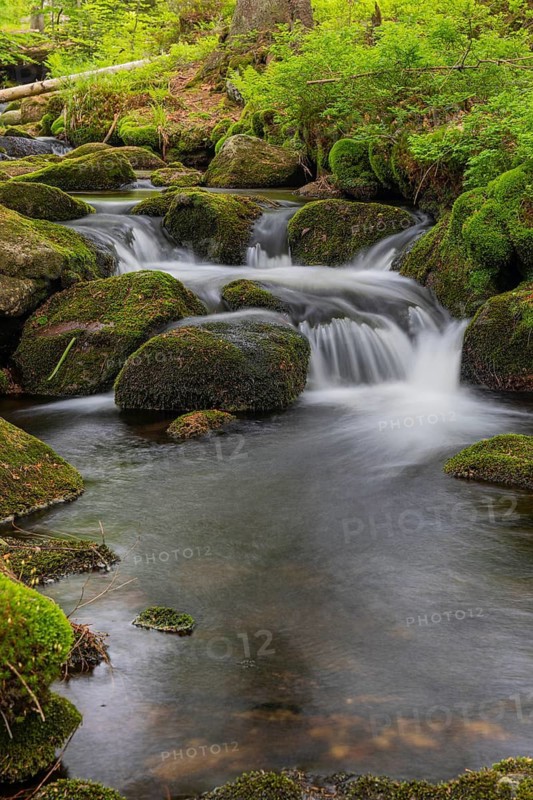 Kleine Ohe creek below Waldhaeuser village in the Bavarian Forest Nationalpark. Flowing water, little cascades, mossy stones and fresh green vegetation