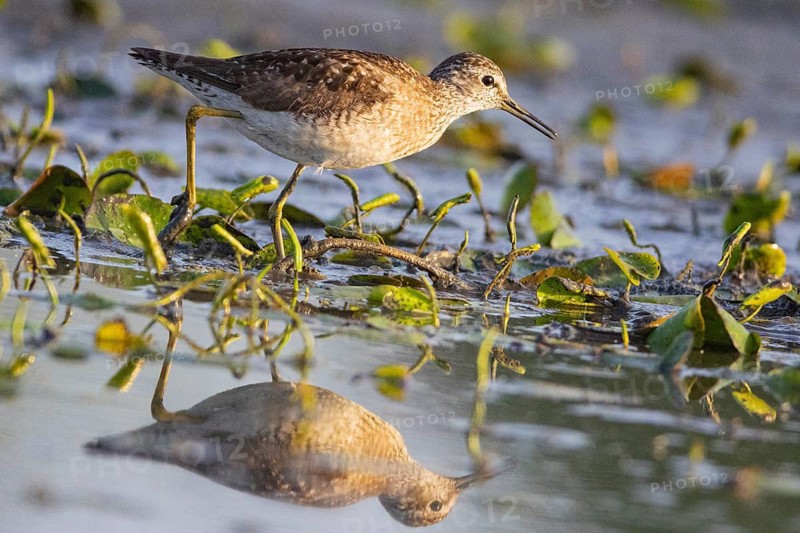 Spotted Redshank (Tringa erythropus) Hungary