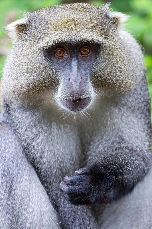 Samango white-throated monkey, (Cercopithecus mitis), (Cercopithecus mitis labiatus), Pondoland white-throated monkey, Diademed monkey, primate, monkey, iSimangaliso Wetland Park, St. Lucia, KwaZulu-Natal, South Africa