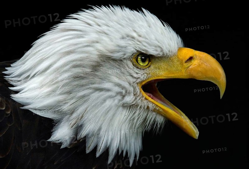 Animal, animals, bird, birds, bird of prey, birds of prey, eagle, white-tailed eagle, bald eagle, (Haliaeetus leucocephalus), portrait, Bavaria, Federal Republic of Germany