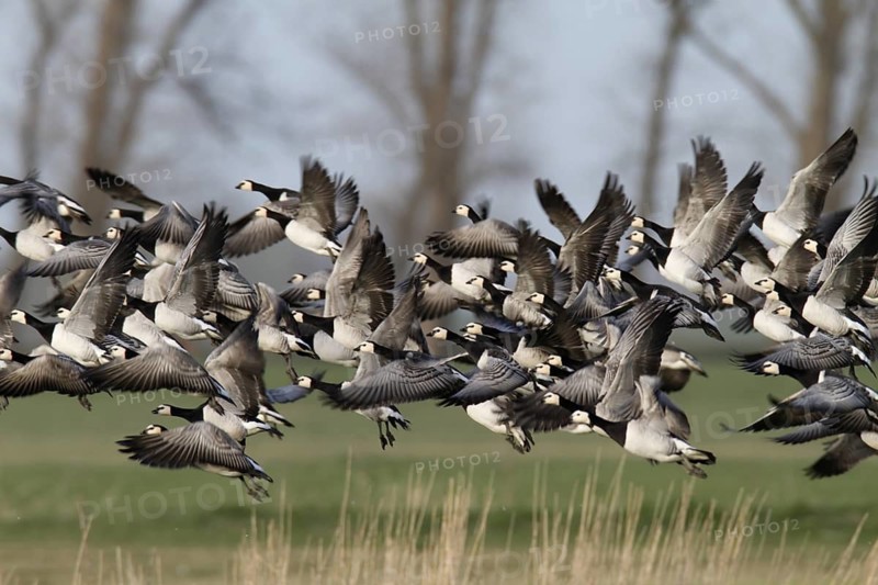 Barnacle Goose (Branta leucopsis) flying, Lower Saxony, Germany