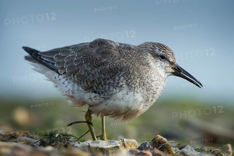 Red Knot (Calidris canutus) foraging, Schleswig-Holstein, Germany