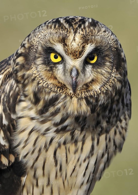 Short-eared Owl (Asio flammeus), British Columbia, Canada