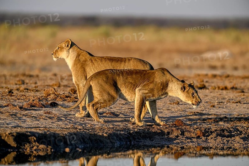 Two lionesses (Panthera leo) in the morning light at the Nxai Pan waterhole, Nxai Pan National Park, near Gweta, Central District, Botswana