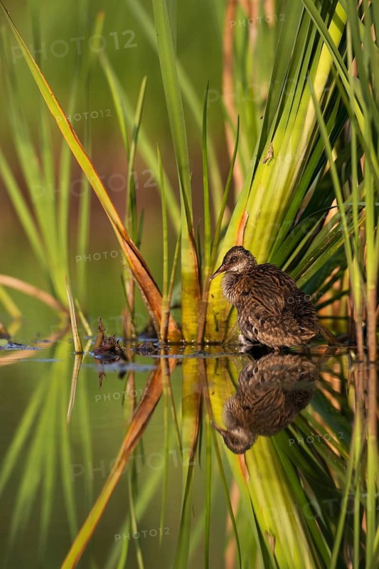 Water Rail (Rallus aquaticus) juvenile, Saxony, Germany
