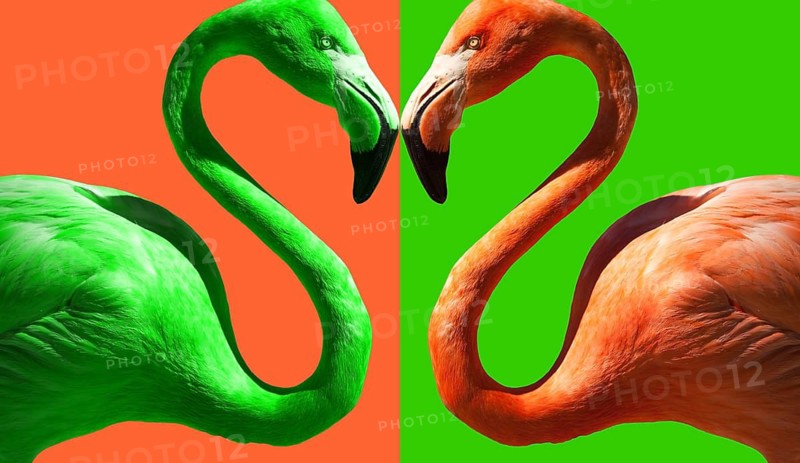 Abstract of Color Contrasting Flamingo on Green and Flamingo Pink