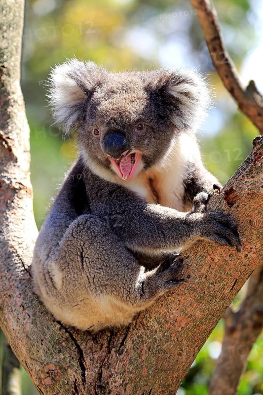 Koala (Phascolarctos cinereus), adult yawning on a tree, Kangaroo Island, South Australia, Australia