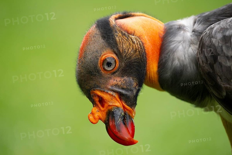 King Vulture (Sarcoramphus papa) captive, Germany
