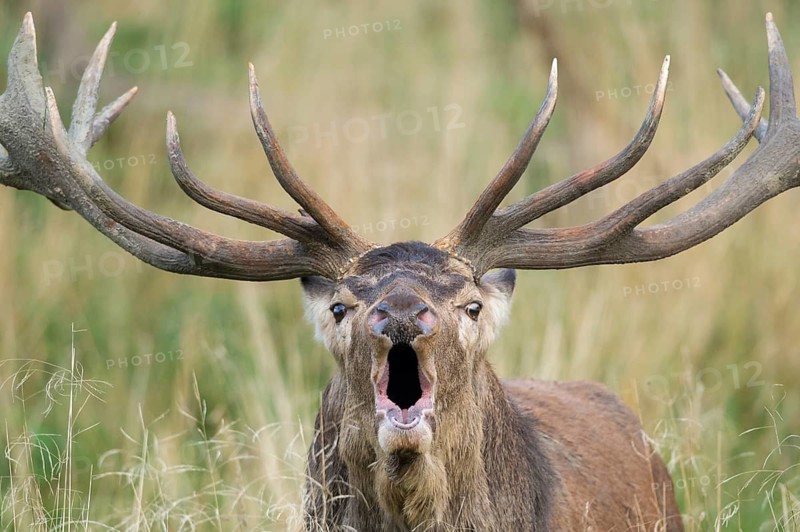 Red Deer (Cervus elaphus) stag roaring, Denmark
