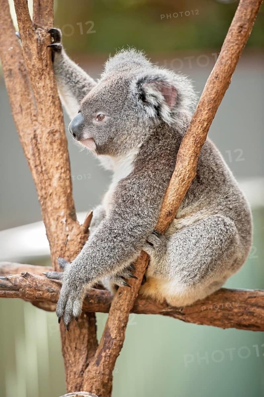 Koala (Phascolarctos Cinereous) resting in tree, Brisbane, Queensland, Australia