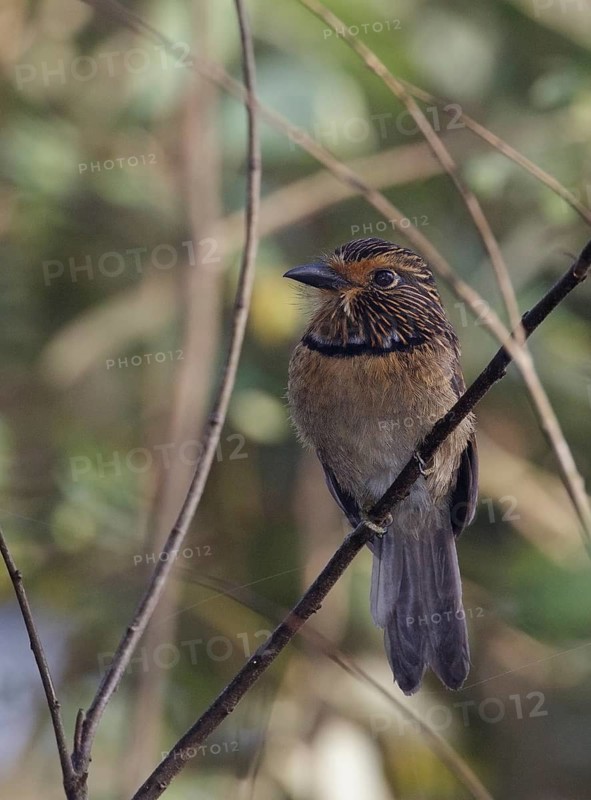 Crescent-chested Puffbird (Malacoptila striata) perched on a branch, Rio de Janeiro, Brazil