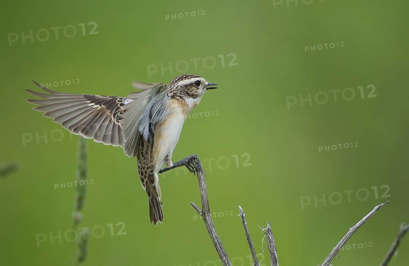 Whinchat (Saxicola rubetra), Czech Republic