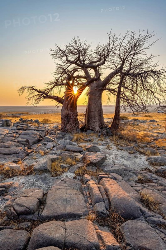 African baobab (Adansonia digitata), several trees at sunrise, sun star, Kubu Island (Lekubu), Sowa Pan, Makgadikgadi salt pans, Botswana