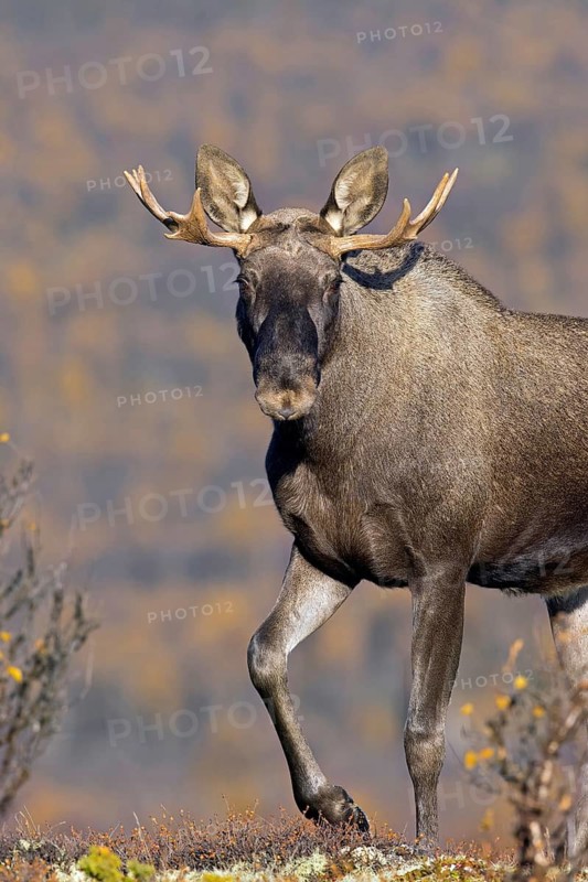 Moose, elk (Alces alces), young bull, male with small antlers foraging on the tundra in autumn, fall, Sweden, Scandinavia