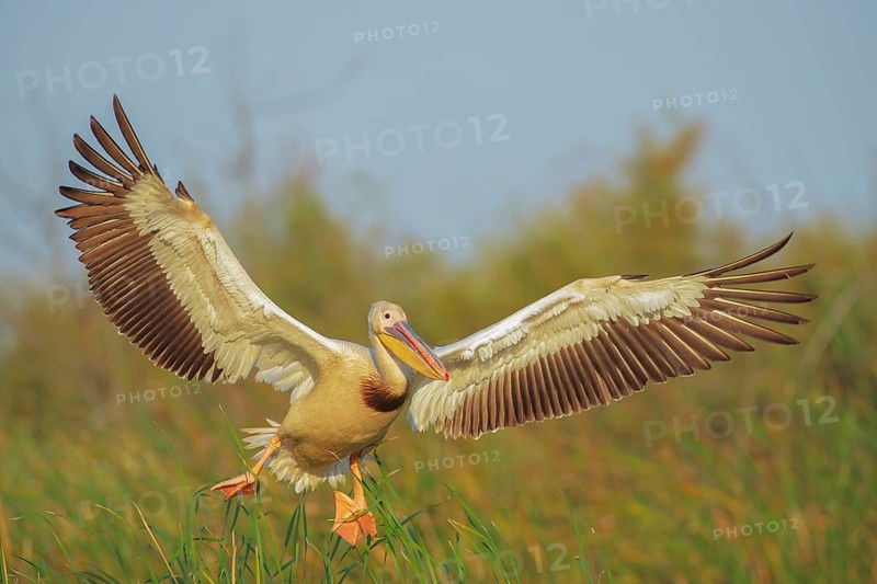 Great White Pelican (Pelecanus onocrotalus) flying, Danube-Delta, Romania