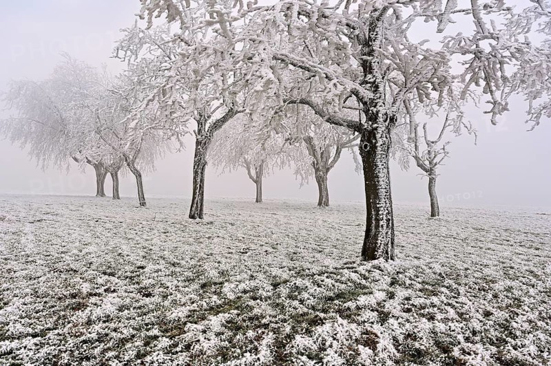 Row of trees with hoarfrost, Lindenberg, Freiamt, Canton of Aargau, Switzerland
