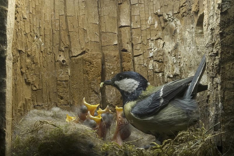 Great Tit (Parus major), Saxony, Germany