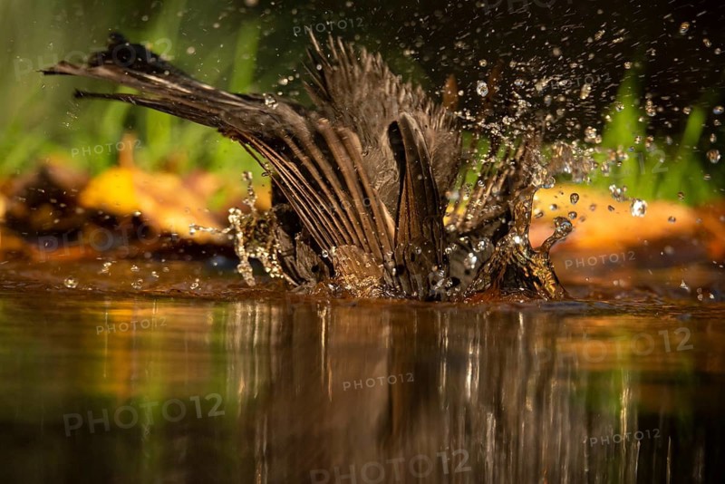 A common blackbird, Turdus merula, bathes energetically, splashing droplets of water around in a natural pond setting, capturing a lively moment of avian behavior