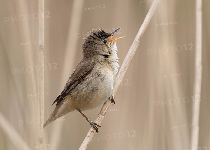 Eurasian Reed Warbler (Acrocephalus scirpaceus) singing in reedbed, Wales, United Kingdom