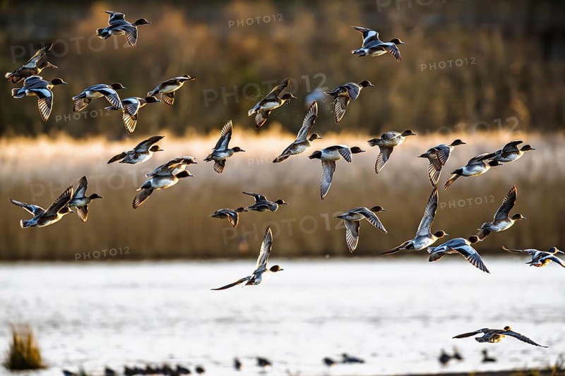 Eurasian Wigeon, Mareca penelope, birds in flight over marshes in Devon, England, United Kingdom