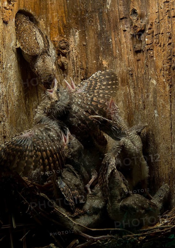 Eurasian Wryneck (Jynx torquilla) feeding chicks in nesting box, Saxony, Germany