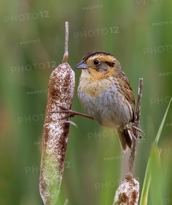 A Nelson's Sparrow, Ammodramus nelsoni, perched on a cattail near Saskatoon, Saskatchewan