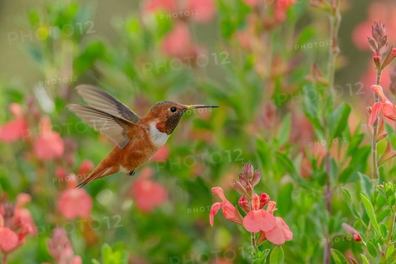 Rufous Hummingbird (Selasphorus rufus) male hovering, California, USA