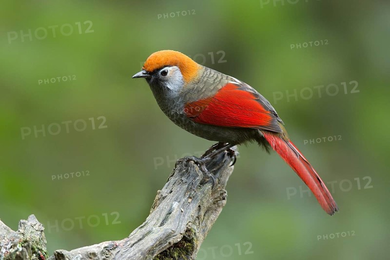 Red-tailed Laughingthrush (Trochalopteron milnei), Yunnan, China
