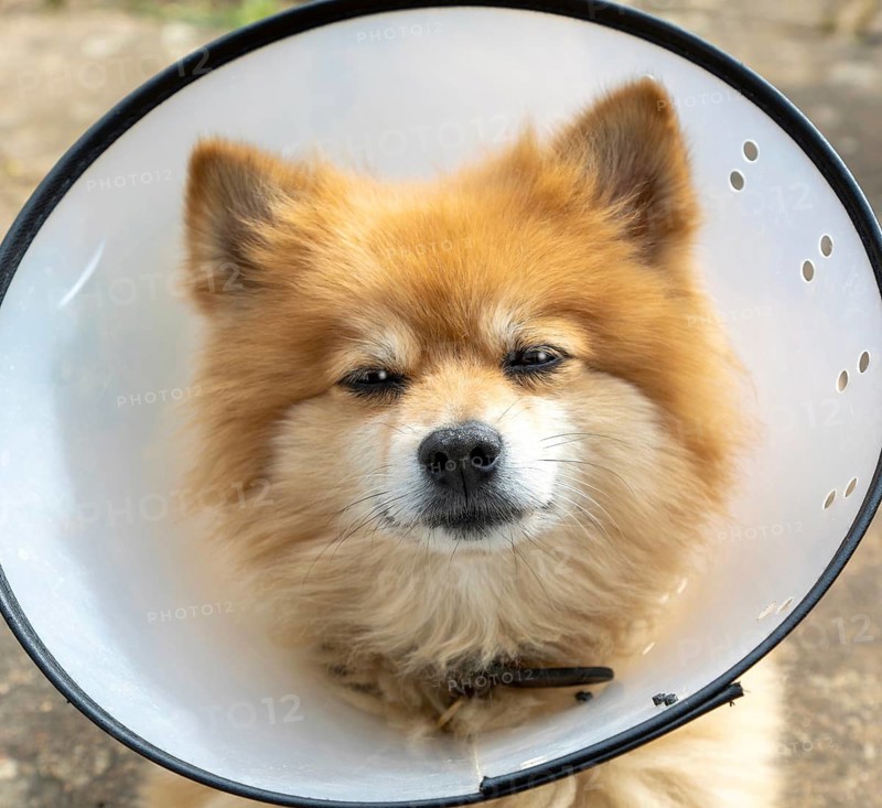 Pomeranian pet dog wearing an Elizabethan collar