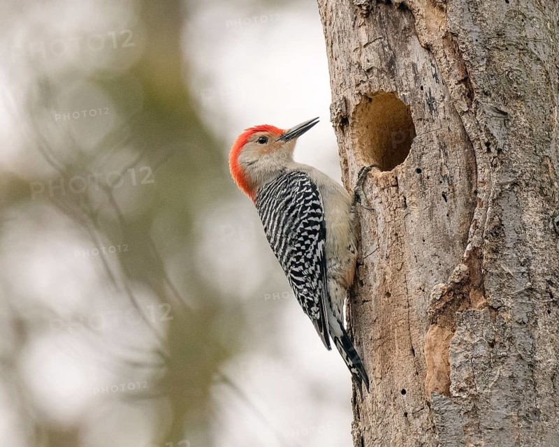 Red-bellied Woodpecker (Melanerpes carolinus) male at nesting cavity, Ontario, Canada