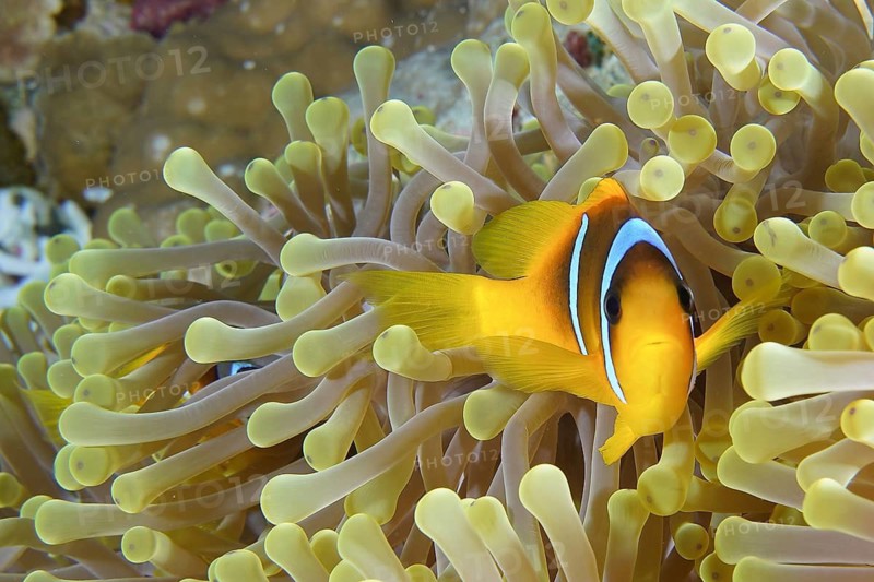 Red sea anemonefish (Amphiprion bicinctus)