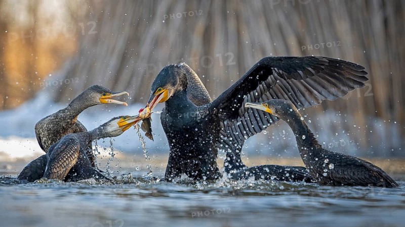 Cormorant (Phalacrocorax carbo) with catfish as prey, hunting, fishing, successful, Black bullhead (Ameiurus melas), eating, invasive species, hunting scene, sunrise, morning light, Kiskunsag National Park, Hungary