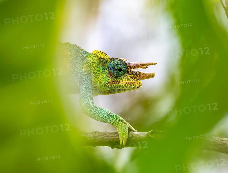 Three-horned chameleon (Trioceros jacksonii), male, between leaves on a branch, Bwindi Impenetrable Forest National Park, Uganda