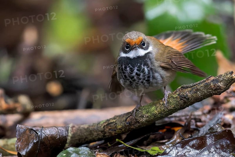 Rufous Fantail (Rhipidura rufifrons) perched on a branch in eastern Australia
