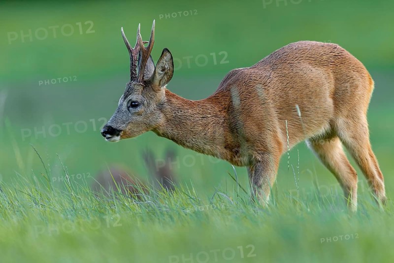 Roebuck (Capreolus capreolus) and doe in the evening on a grazing area, foliage time, mating season, August, Germany