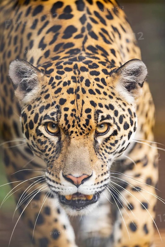 Leopard (Panthera pardus) walking, portrait, captive, distribution africa