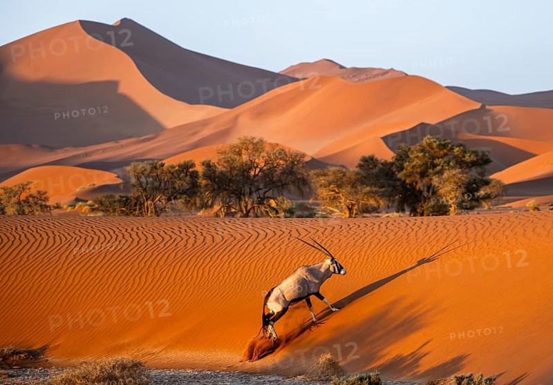 Oryx gazella, oryx antelope walking in front of the red sand dunes of the Namib Desert, Sossusvlei region, Namib-Naukluft Park, Namibia