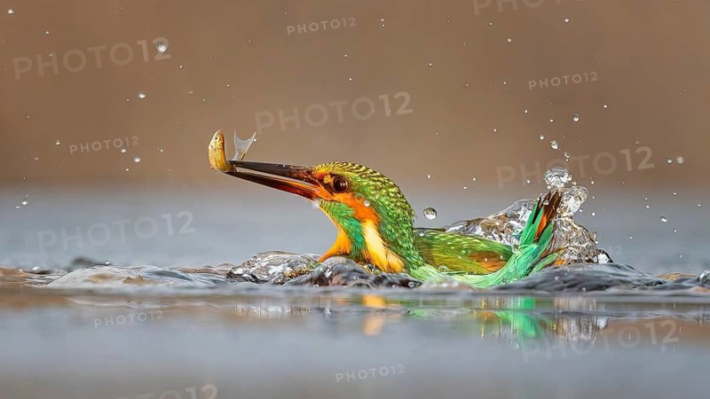 Kingfisher (Alcedo atthis) winter and frost, hunting, catching fish, dive, diving, underwater, surfacing, whitefish, hungry, foraging, survival, immersion, Kiskunsag National Park, Hungary