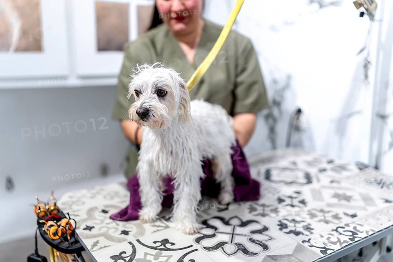 White maltese wrapped in a towel on a grooming table, receiving professional care from a female groomer in a bright pet salon, clean and pampered after a wash