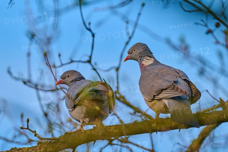 Two pigeons sitting close together on a branch, surrounded by bare branches, wood pigeon (Columba palumbus), spring, bird island, Altmühlsee, Muhr am See, Gunzenhausen, Franconian Lake District, Bavaria, Germany